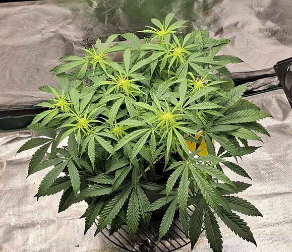 Growreport Bild 5