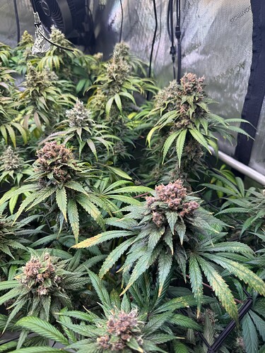 Growreport Bild 3