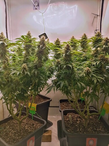 IMG_20240414_165612~2