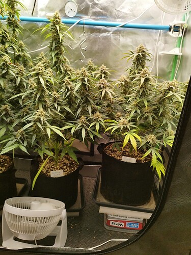 Growreport Bild 19