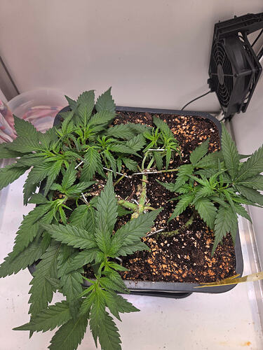Eine Cannabis-Pflanze in einem quadratischen Topf, die mittels LST (Low Stress Training) mit Metallklammern heruntergebunden wurde.