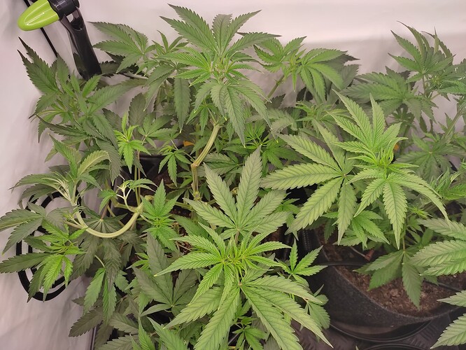 Growreport Bild 32