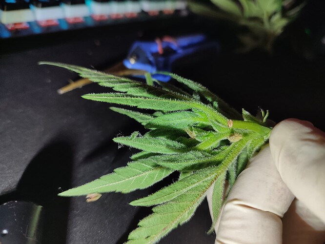 Growreport Bild 3