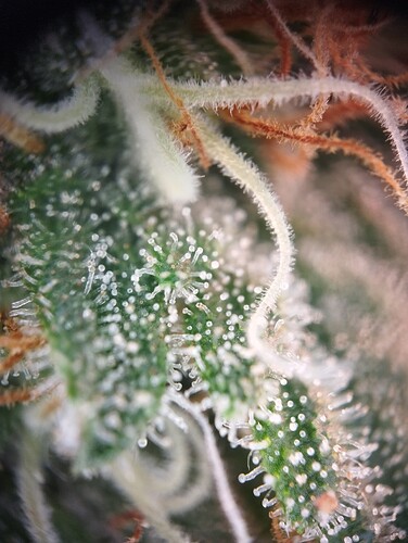 IMG_20250303_163752 - Kopie