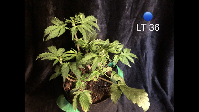 Growreport Bild 42