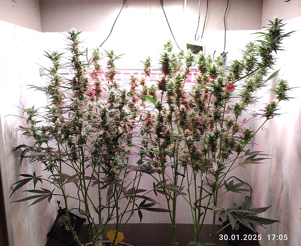 Growreport Bild 34