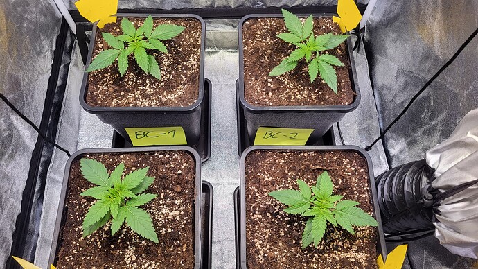 Growreport Bild 2
