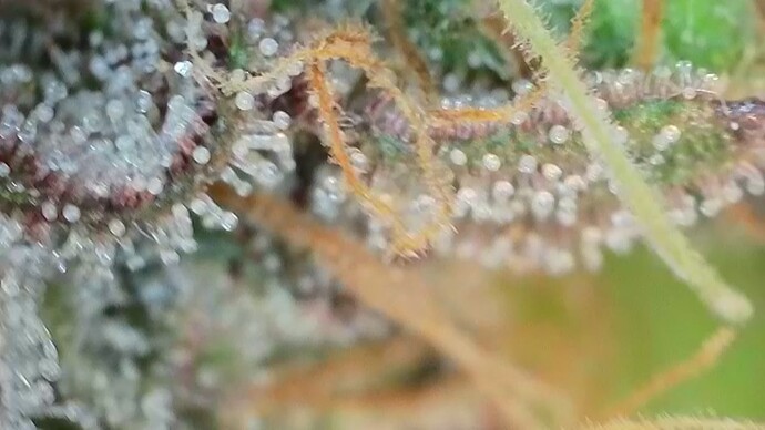 Growreport Bild 4