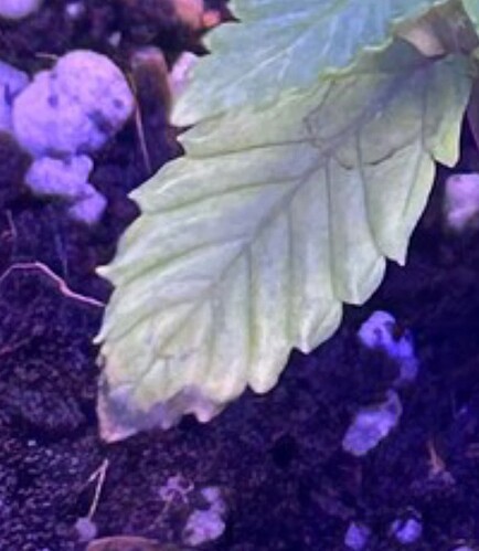 Growreport Bild 20