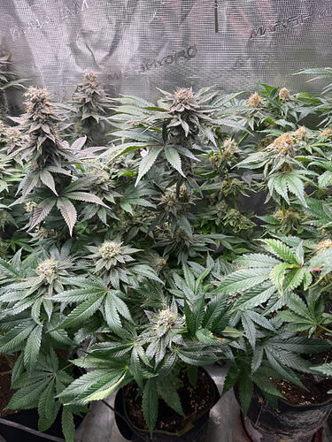 Growreport Bild 11