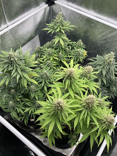 Growreport Bild 1