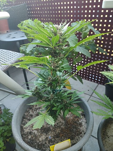 Growreport Bild 1