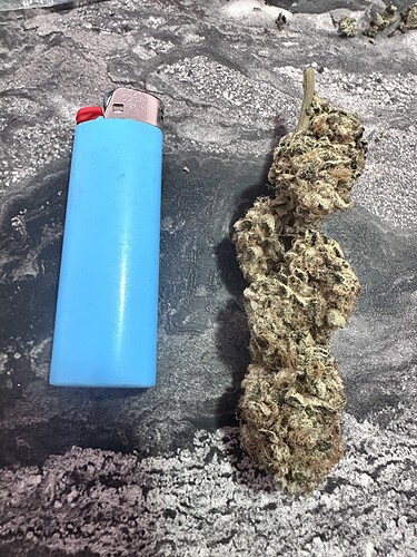 Growreport Bild 36