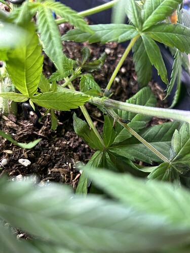 Growreport Bild 7