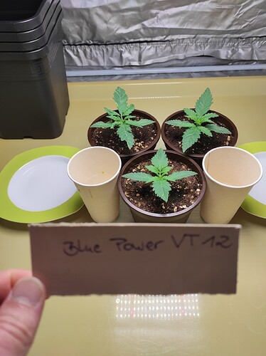 Growreport Bild 1