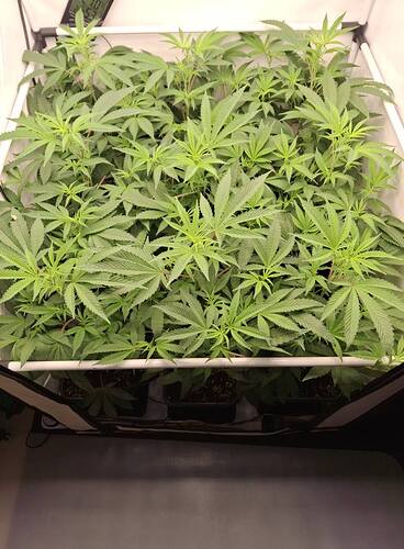 Growreport Bild 14