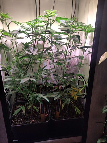 IMG_20241008_211931_364