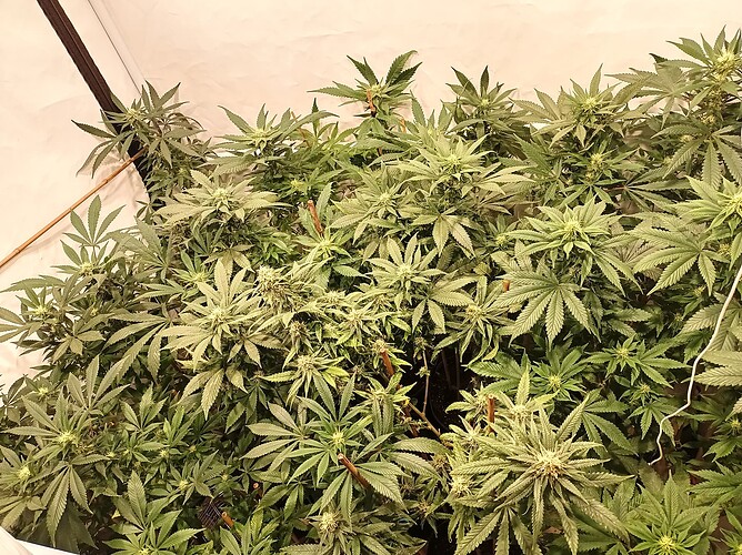 Growreport Bild 21