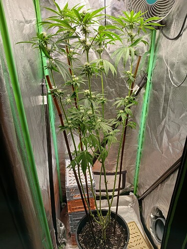 Growreport Bild 6