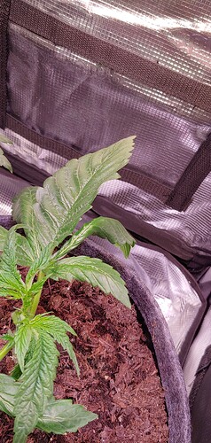 Growreport Bild 5