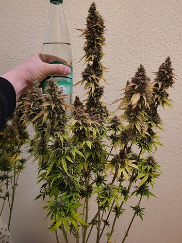 Growreport Bild 2