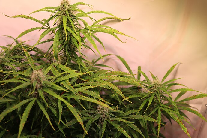 Growreport Bild 4