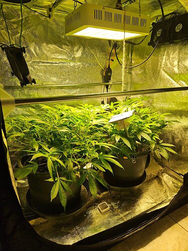 Growreport Bild 1