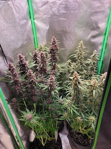 Growreport Bild 6