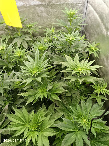 Growreport Bild 9