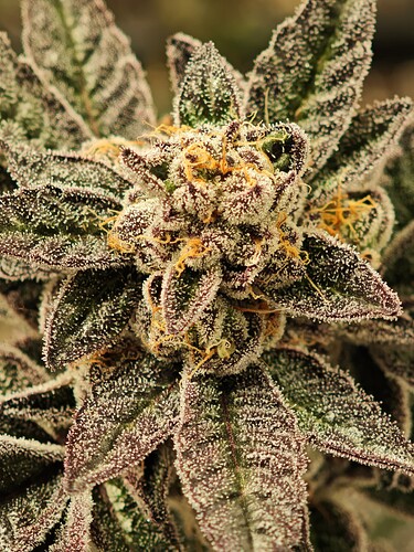 Growreport Bild 8