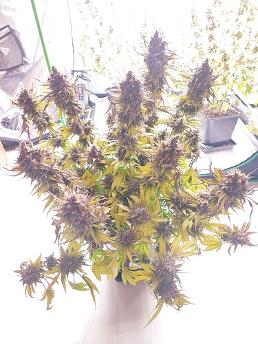Growreport Bild 122