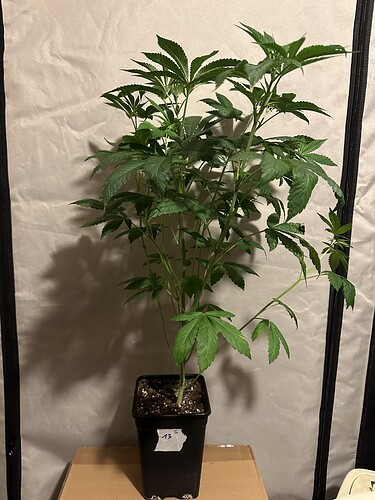 Growreport Bild 3