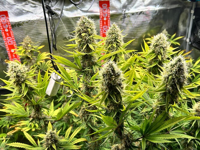 Growreport Bild 5