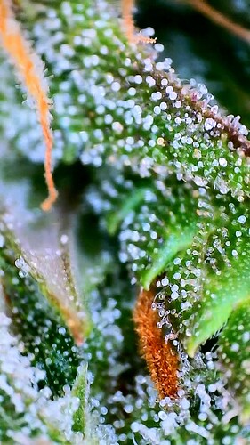 Growreport Bild 9