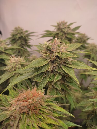 Growreport Bild 14
