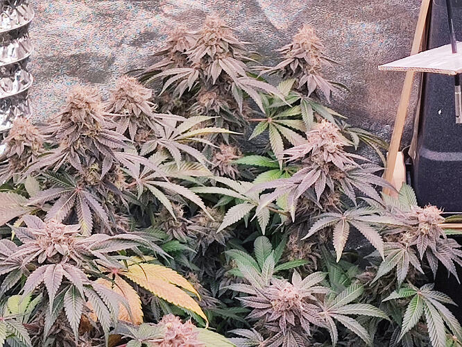 Growreport Bild 48
