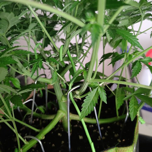 Growreport Bild 12