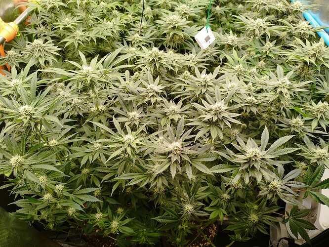 Growreport Bild 10