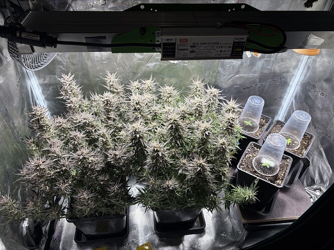Growreport Bild 6