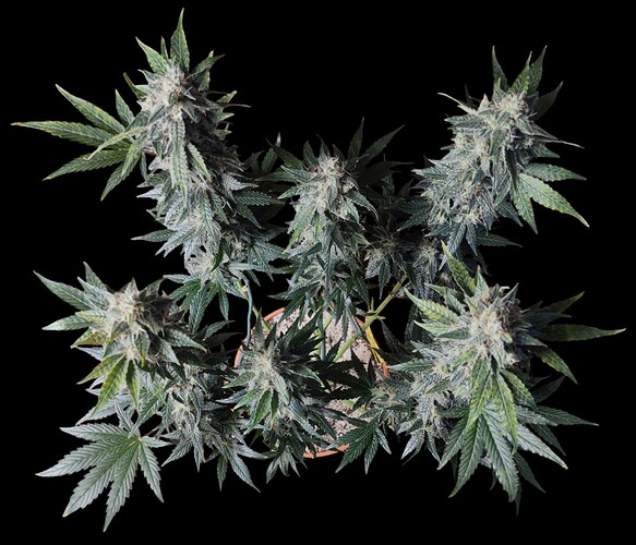 Growreport Bild 46