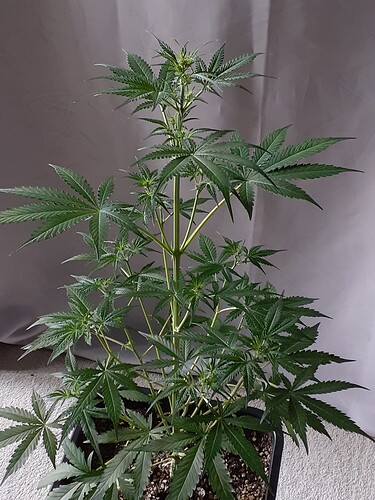 Growreport Bild 159