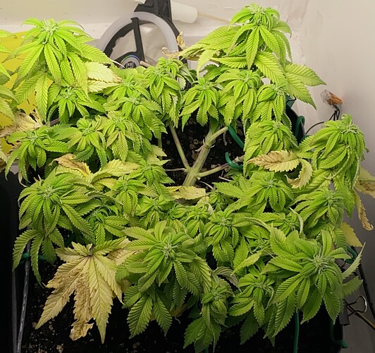 Growreport Bild 29