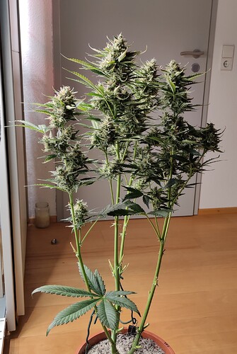 Growreport Bild 14