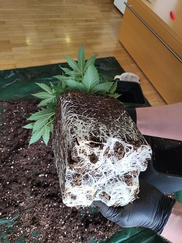 Growreport Bild 10