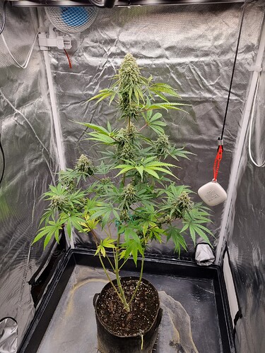 Eine einzelne Cannabispflanze in einem Zelt, die sich in der Blütephase befindet. Die Pflanze hat mehrere Blütenstände und ist in einem Stofftopf gepflanzt.