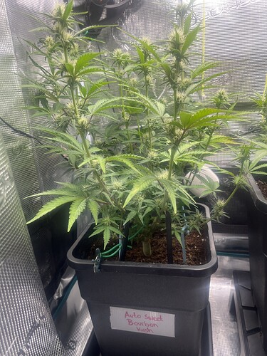 Growreport Bild 1