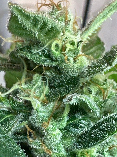 Growreport Bild 39