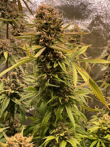 Growreport Bild 21