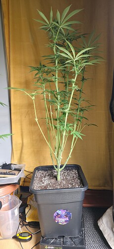 Growreport Bild 40