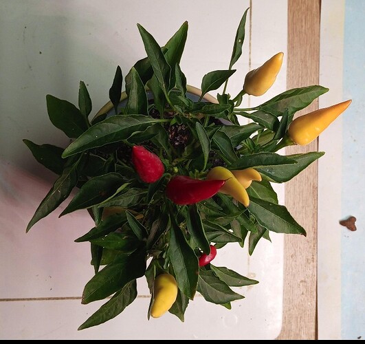 Growreport Bild 7